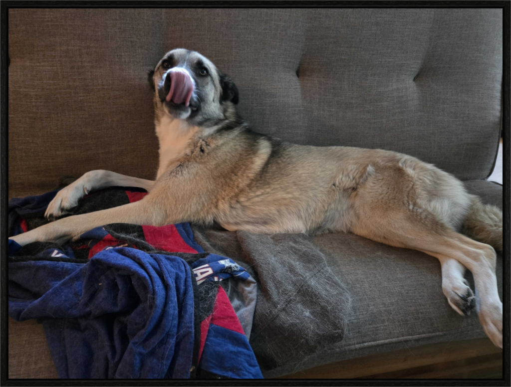 A very long dog - malamute - newt store