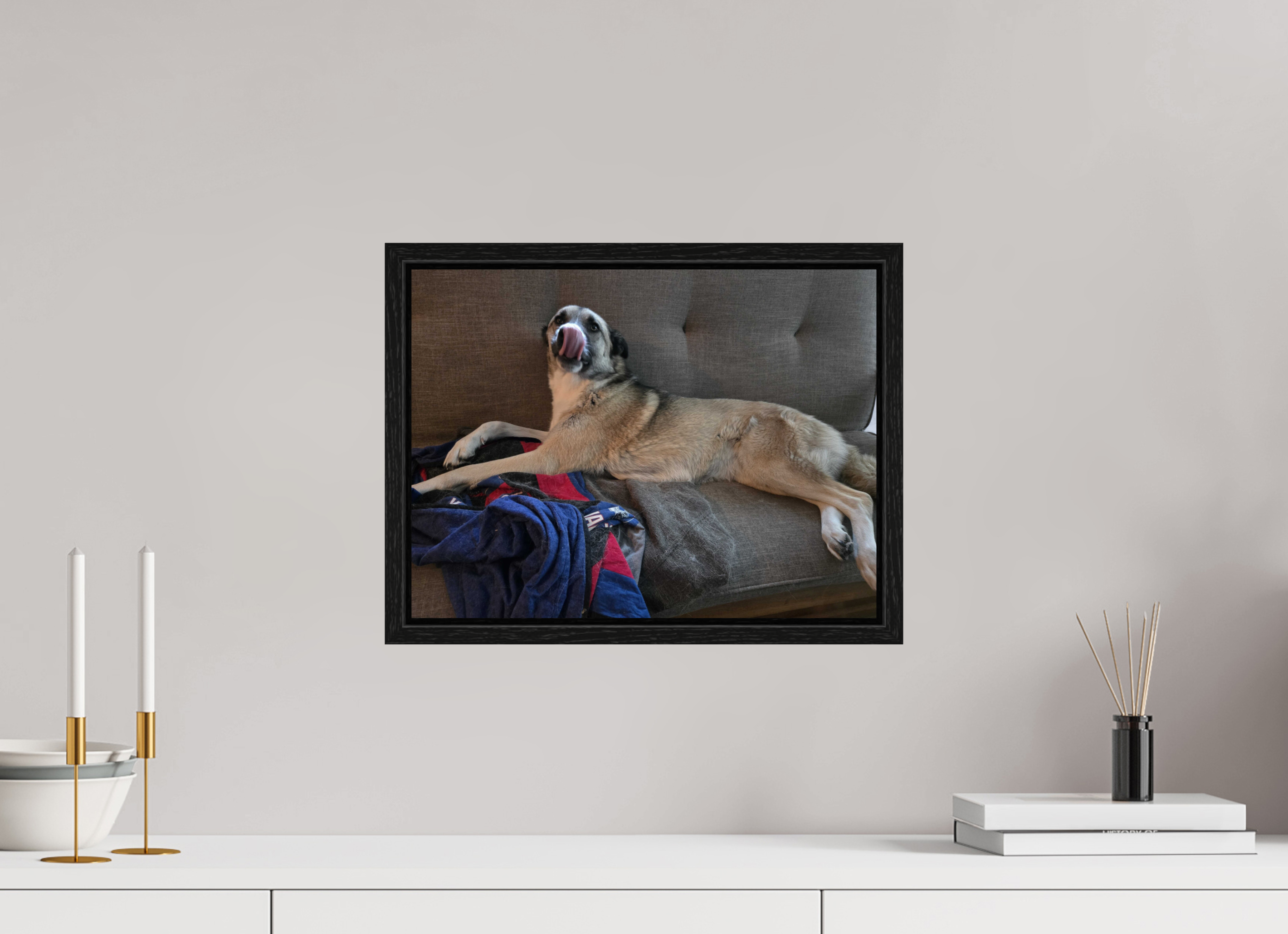 A very long dog - malamute - newt store