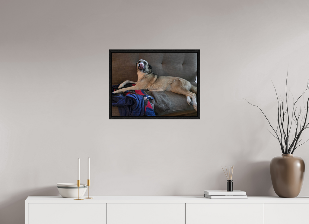 A very long dog - malamute - newt store