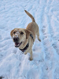 Yellow Lab