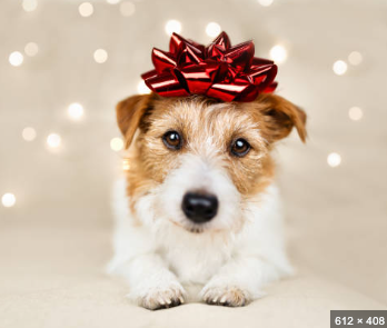 Gift Wrapping - newt store
